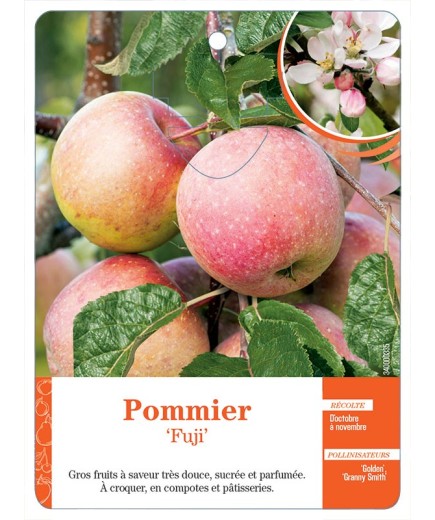 POMMIER ‘FUJI’