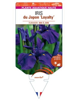 IRIS ensata Loyalty voir IRIS du Japon