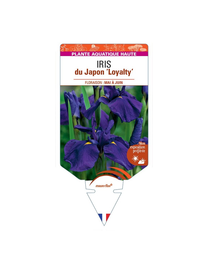 IRIS ensata Loyalty voir IRIS du Japon