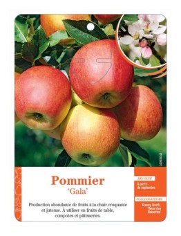 POMMIER ‘GALA’