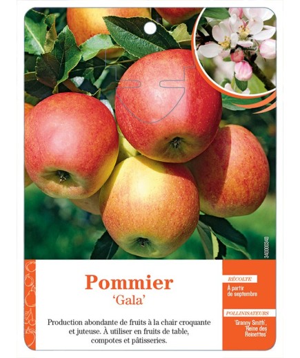 POMMIER ‘GALA’