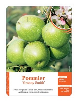 POMMIER ‘GRANNY SMITH’