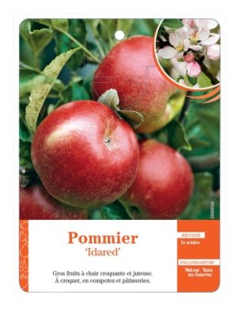 POMMIER ‘IDARED’