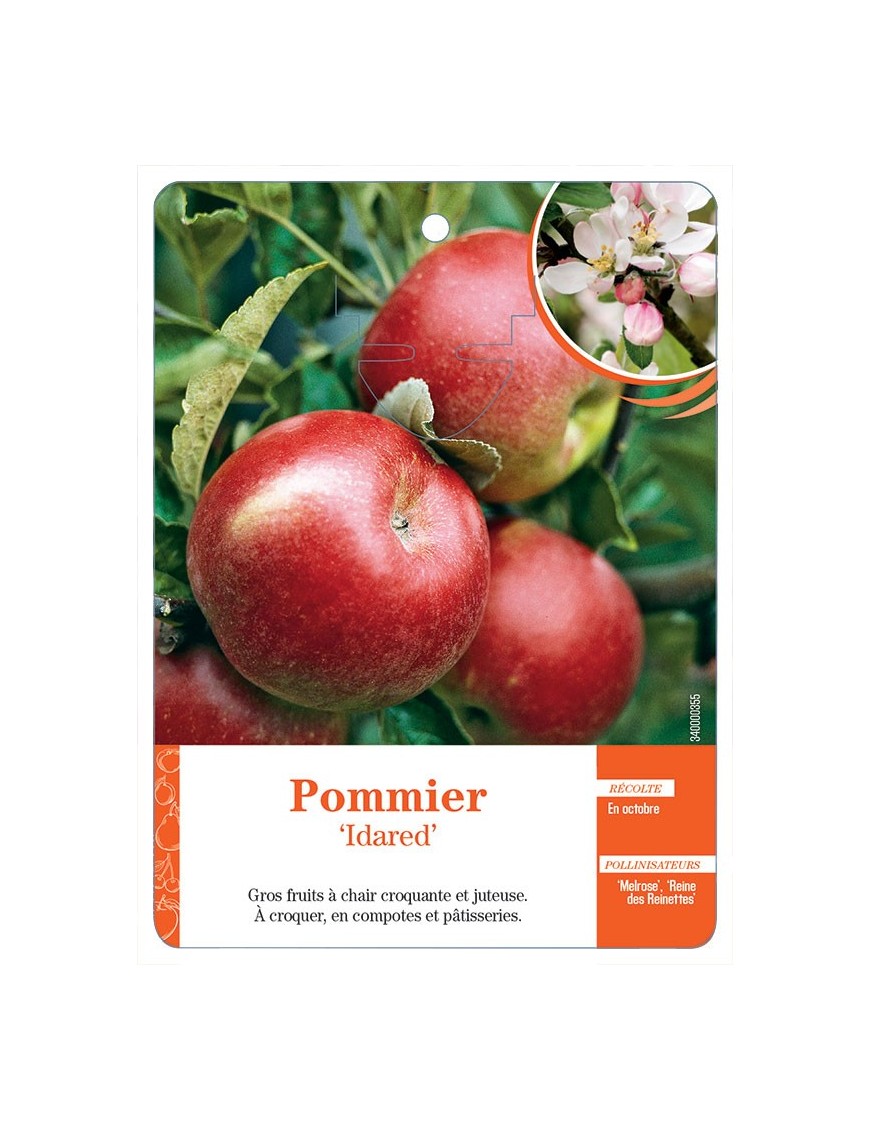 POMMIER ‘IDARED’