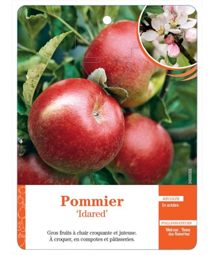 POMMIER ‘IDARED’