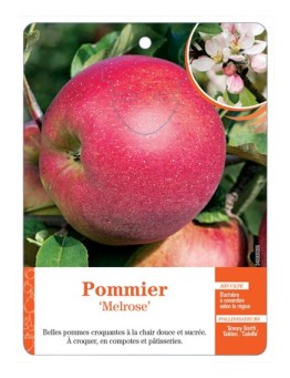 POMMIER ‘MELROSE’