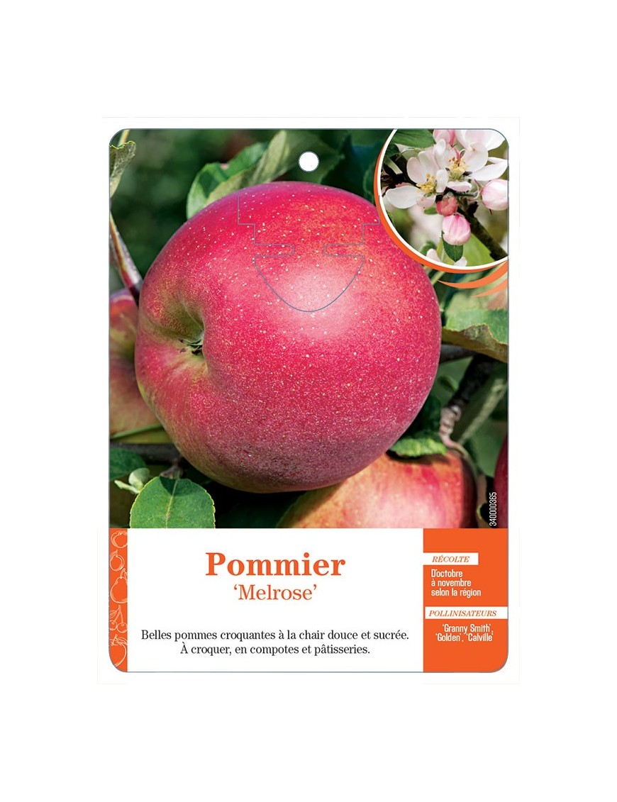 POMMIER ‘MELROSE’