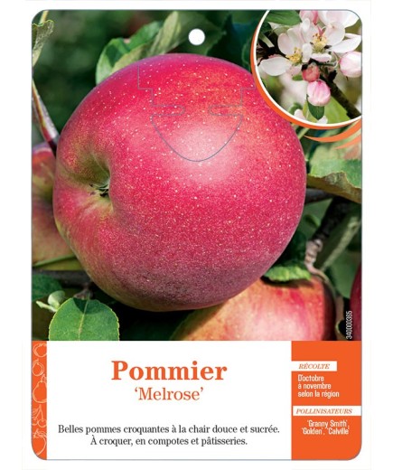 POMMIER ‘MELROSE’