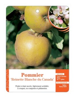 POMMIER ‘REINETTE BLANCHE DU CANADA’ *