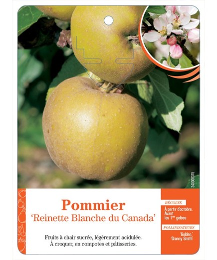 POMMIER ‘REINETTE BLANCHE DU CANADA’ *