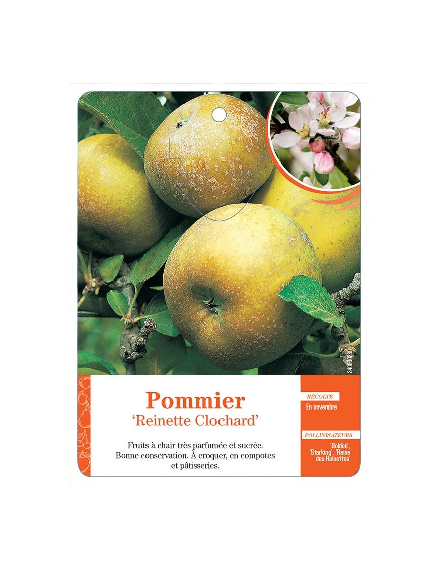 POMMIER ‘REINETTE CLOCHARD’ *