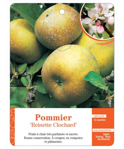 POMMIER ‘REINETTE CLOCHARD’ *