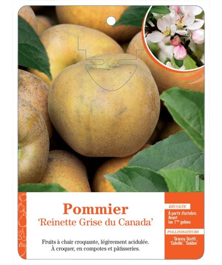 POMMIER ‘REINETTE GRISE DU CANADA’