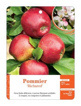 POMMIER ‘RICHARED’ *