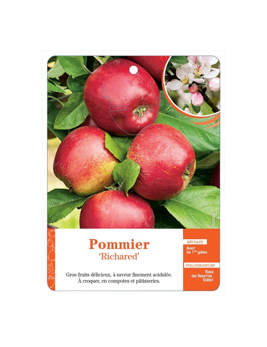 POMMIER ‘RICHARED’ *