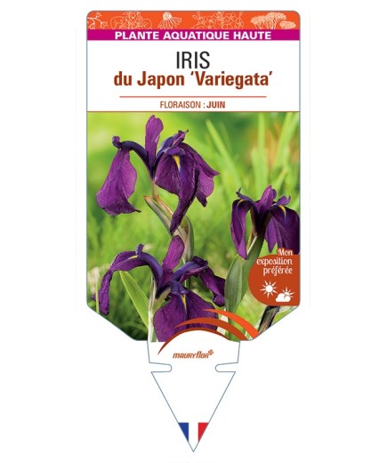 IRIS ensata Variegata voir IRIS du Japon