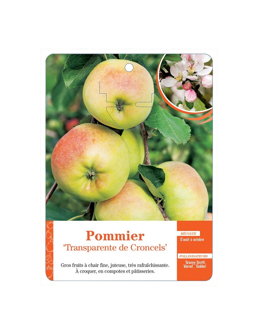 POMMIER ‘TRANSPARENTE DE CRONCELS’ *