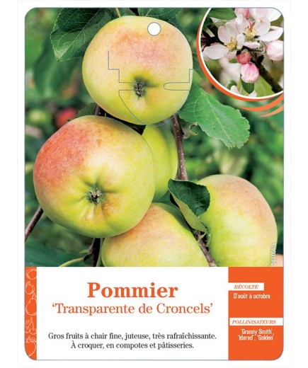 POMMIER ‘TRANSPARENTE DE CRONCELS’ *