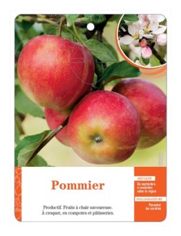 POMMIER (SANS NOM)