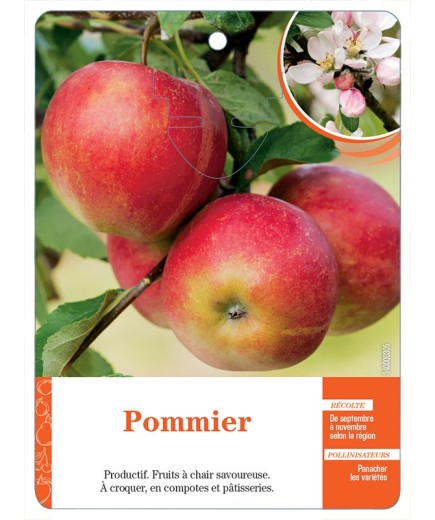 POMMIER (SANS NOM)
