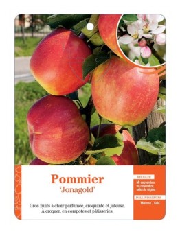 POMMIER‘JONAGOLD’