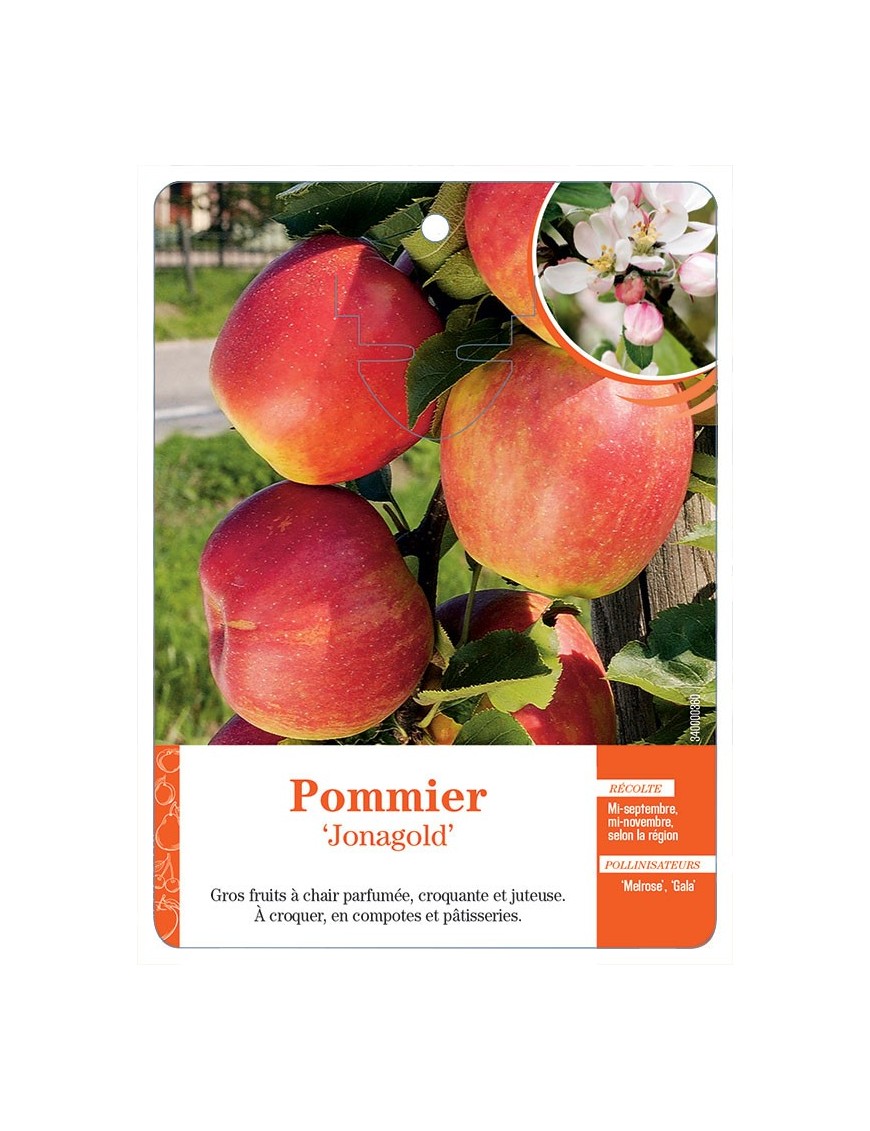 POMMIER‘JONAGOLD’