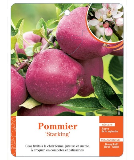 POMMIER ‘STARKING’