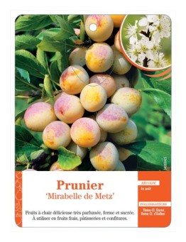 PRUNIER ‘MIRABELLE DE METZ’