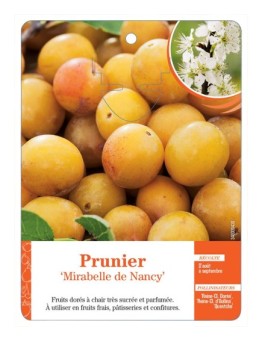 PRUNIER ‘MIRABELLE DE NANCY’