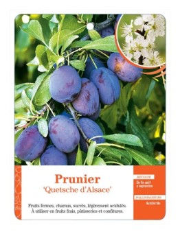 PRUNIER ‘QUETSCHE D’ALSACE’