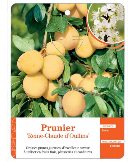 PRUNIER ‘REINE-CLAUDE D’OULLINS’