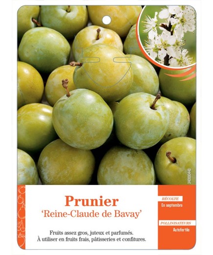 PRUNIER ‘REINE-CLAUDE DE BAVAY’
