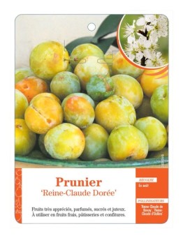 PRUNIER ‘REINE-CLAUDE DORÉE’
