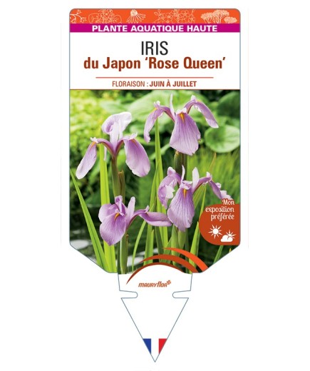 IRIS laevigata Rose Queen voir IRIS du Japon
