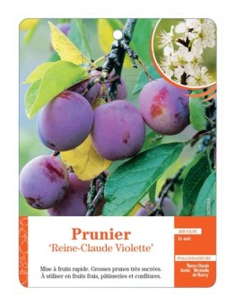 PRUNIER ‘REINE-CLAUDE VIOLETTE’