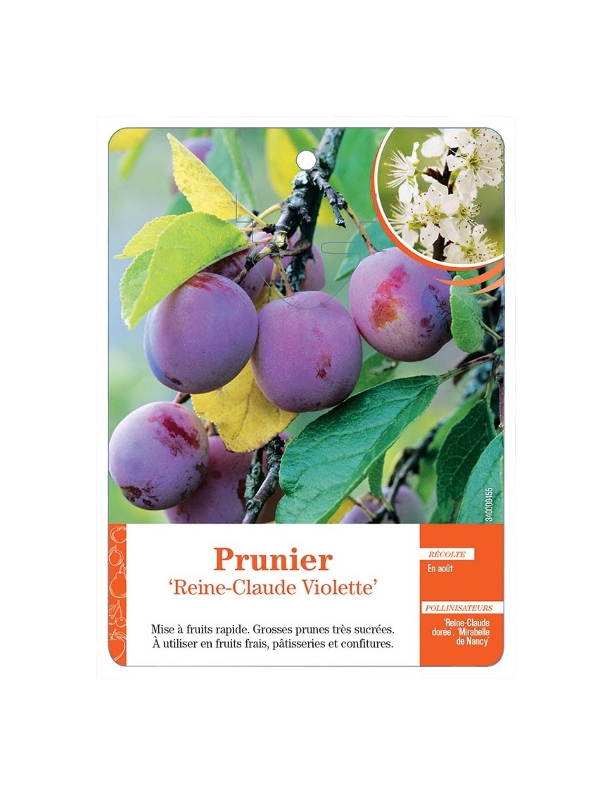 PRUNIER ‘REINE-CLAUDE VIOLETTE’