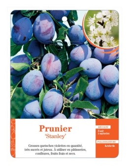 PRUNIER ‘STANLEY’