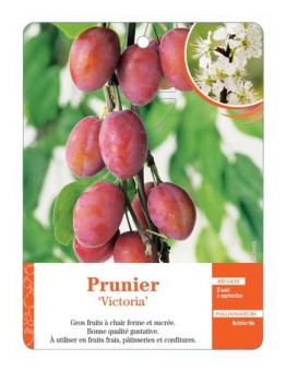 PRUNIER ‘VICTORIA’