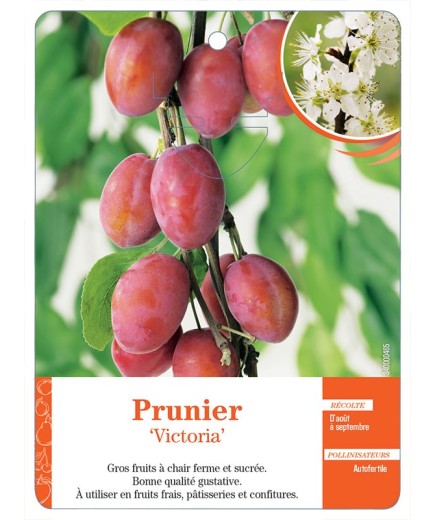 PRUNIER ‘VICTORIA’