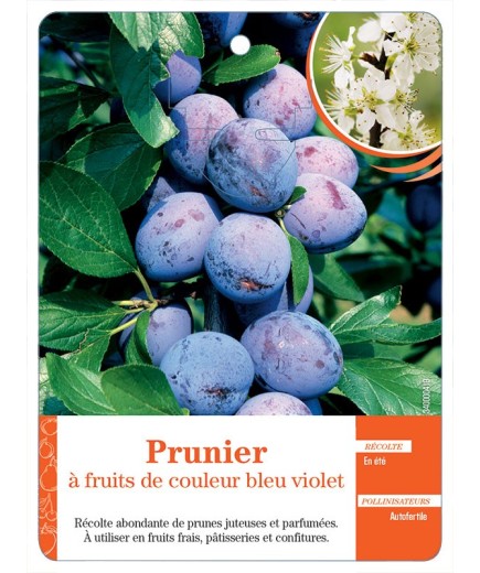 PRUNIER À FRUITS DE COULEUR BLEU VIOLET