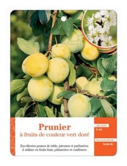 PRUNIER À FRUITS DE COULEUR VERT DORÉ