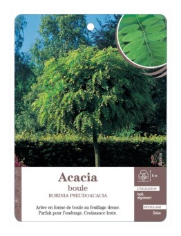 ACACIA BOULE *