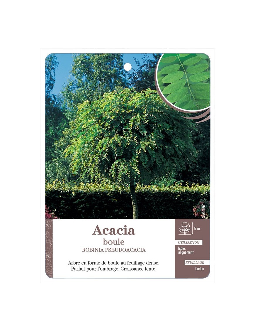 ACACIA BOULE *