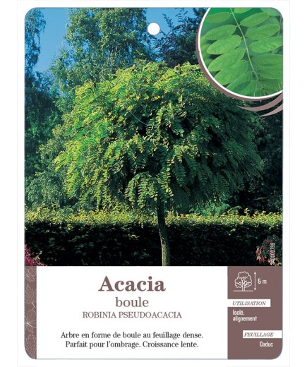 ACACIA BOULE *