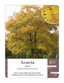 ACACIA DORÉ *