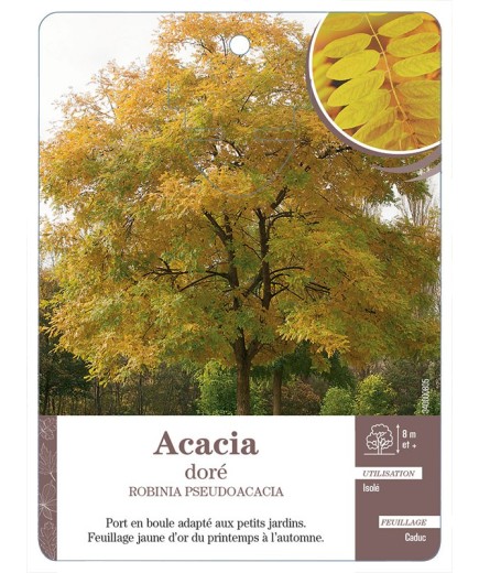 ACACIA DORÉ *