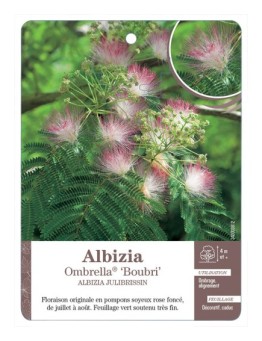 ALBIZIA OMBRELLA® ‘BOUBRI’ *