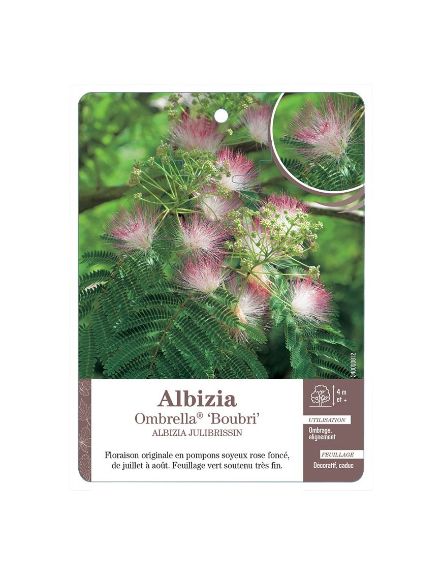ALBIZIA OMBRELLA® ‘BOUBRI’ *