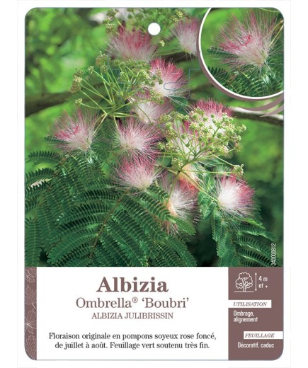 ALBIZIA OMBRELLA® ‘BOUBRI’ *