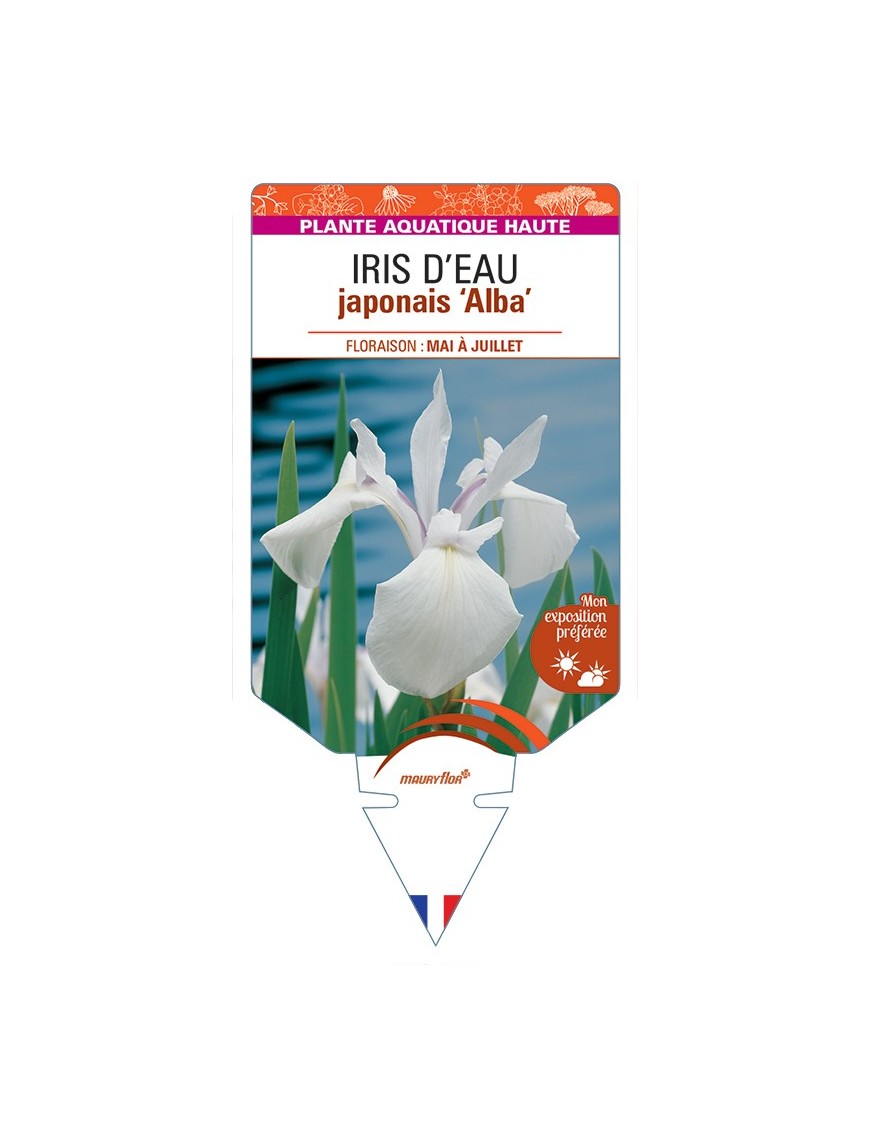 IRIS laevigata Alba voir IRIS D’EAU japonais
